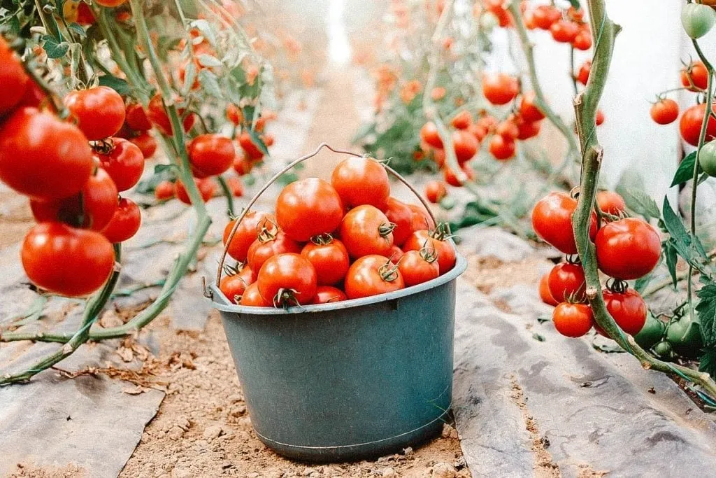 A bucket of freshly harvested tomatoes in a greenhouse with vibrant tomato plants.