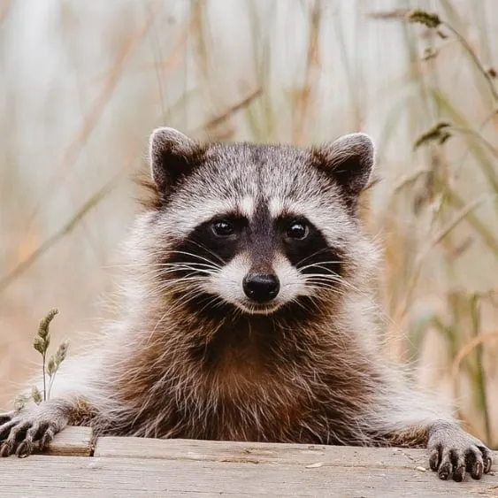 Un raton laveur curieux appuyé sur une surface en bois avec de l'herbe en arrière-plan.